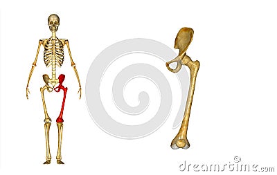 Femur_Left Stock Photo